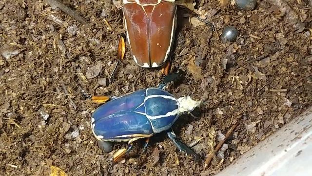Mecynorhina torquata ugandensis. смотреть онлайн