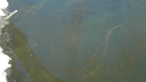 Большие карпы и амуры подошли к проруби в марте