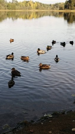 Какие милашки