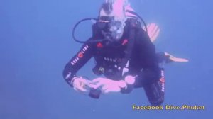 Phuket Scuba Diving Tours Thailand, day trip boat diving at Anemone Reef.