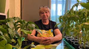 УКРЕПЛЯЕМ РАССАДУ перед посадкой в открытый ГРУНТ или в ТЕПЛИЦУ