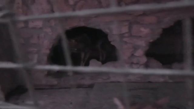 У Альфа и Омеги подарок от Дариджан! Alpha and Omega have a gift from Darijan! смотреть онлайн