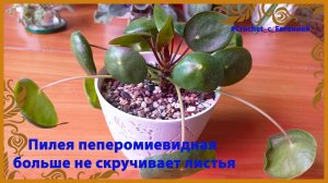 Пилея пеперомиевидная перестала скручивать листья. Мой уход