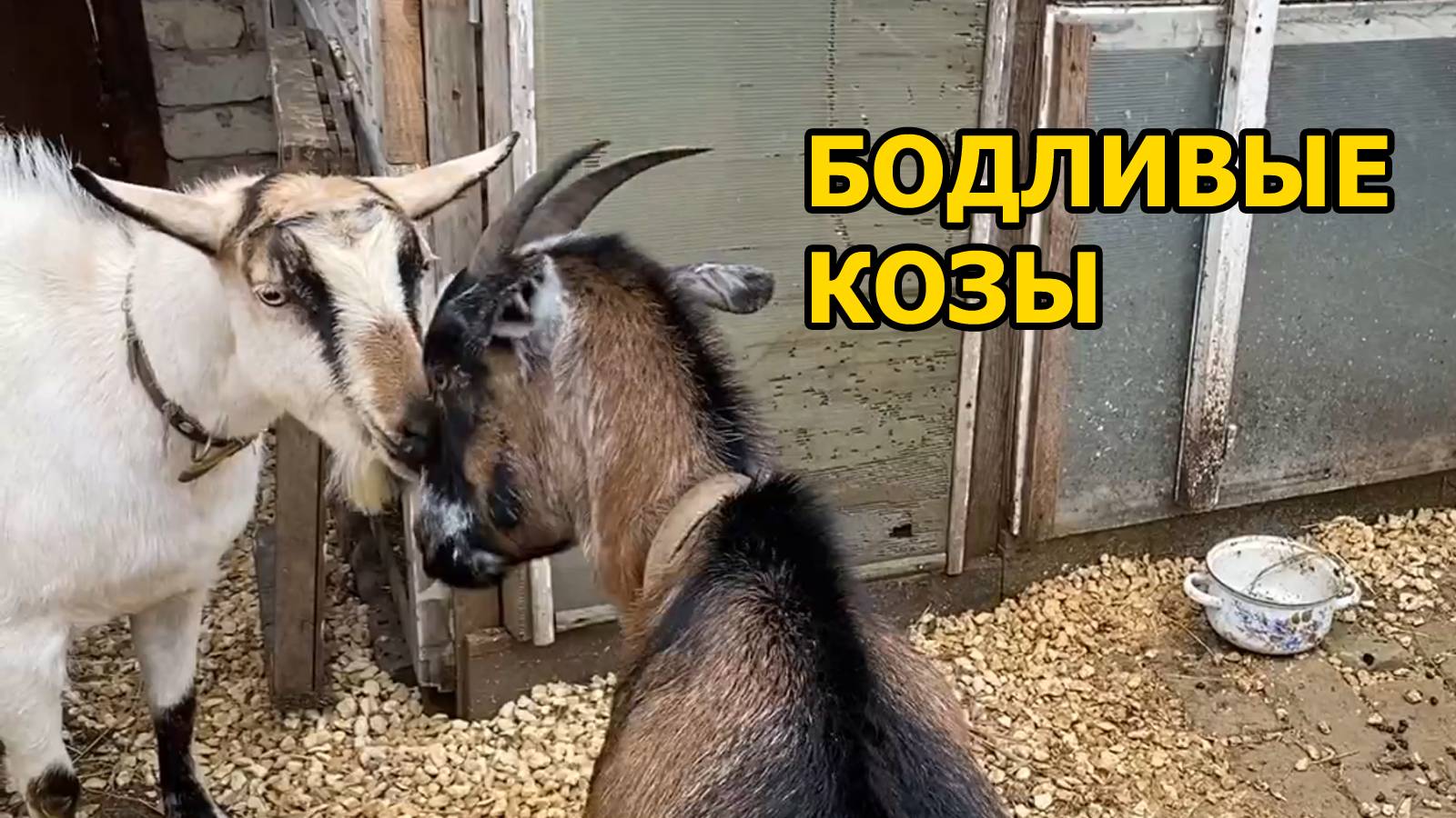 Бодливые козы. Новая коза устроила переполох в стаде смотреть онлайн