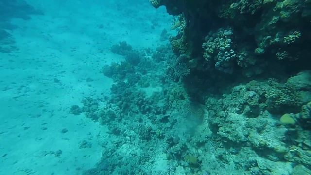 Рас-Мухаммед, первое погружение смотреть онлайн