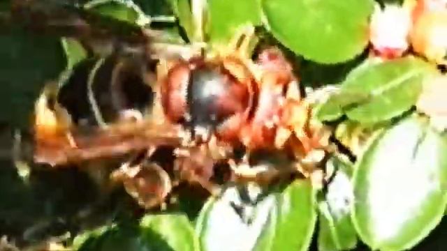 Hornisse смотреть онлайн