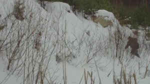 Снегоступы для охоты