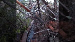 Момент с весенней охоты на гуся/ Охотничья собака/ Охота на гуся 2021