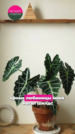 ЭТИ растения НЕ подойдут новичкам ❌ #растения #алоказия #полисциас #калатея