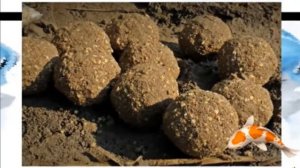 Секреты ловля карпа для рыбалке