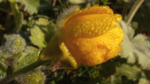 Гидролат из одуванчика, а так же из крапивы и яблоневого цвета.