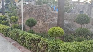 Растения в Турции, отель Добедан (Dobedan World Palace), Кириш, Турция.