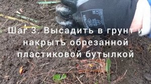 Три способа проращивания чубуков винограда
