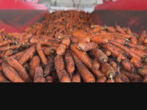 Линия мойки, полировки и фасовки моркови в полиэтиленовые пакеты