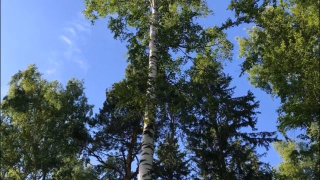 Кричи от Счастья-Скверики зеленые смотреть онлайн