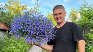 вегетативная лобелия