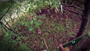 99% Неудачи. Охота с традиционным луком. Тихий лук - залог успеха!