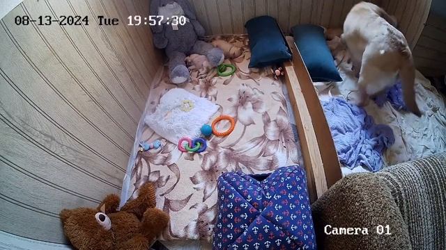 Щенки Лабрадора / ПРОДАЮТСЯ / НОВОСИБИРСК/ SHATSKIKH`S DOGS / 8-962-831-94-91/ Labrador puppies sal