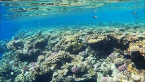 Обзор отеля Xperience Hill-Top Beach Resort 4, РИФ отеля, Номерной фонд. Sharm-el-Sheikh, Egypt 202