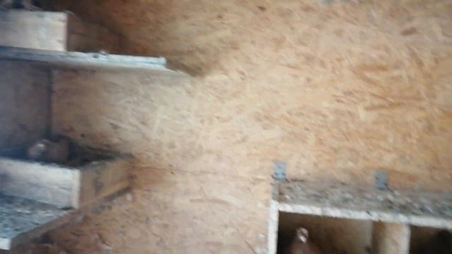 узбекские голуби Темрюк 4 08 23 смотреть онлайн