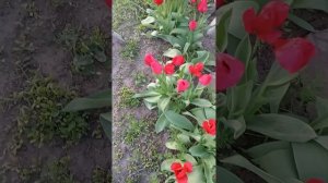 Весна прекрасна. Природа растения, цветы! Красивые виды #subskribe#shorts #trendingshorts #trtrendi