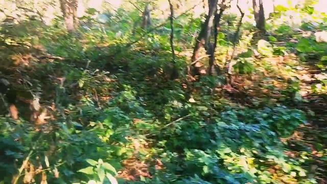 Тропа к горной реке с нашего участка. смотреть онлайн