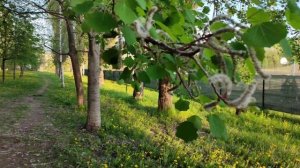 Зелёный Белгород 23.04.25.