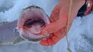 ПОКЛЁВКА НА 12 ТЫСЯЧ ШТРАФА! ДАВИТ КАК СИЛЬНО! ЭТО НЕ ЩУКА И НЕ НАЛИМ!