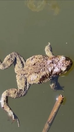 Царевны-Лягушки в поисках Царевичей 🐸