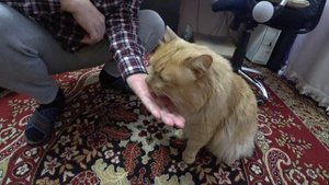 Хозяин дал мне вкусную Нцаку! The owner gave me a delicious Ntsaku!