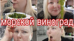 22-04-2025 * МОРСКОЙ ВИНОГРАД МУКБАНГ * ОКАЗАЛИСЬ НА НЕОБИТАЕМОМ ОСТРОВЕ РЕАЛЬНАЯ ИСТОРИЯ