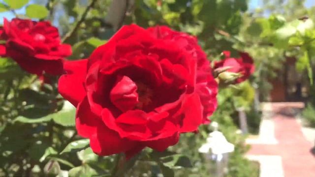 Один день с нами🌊🐚🌞🐚🍀🌺 смотреть онлайн