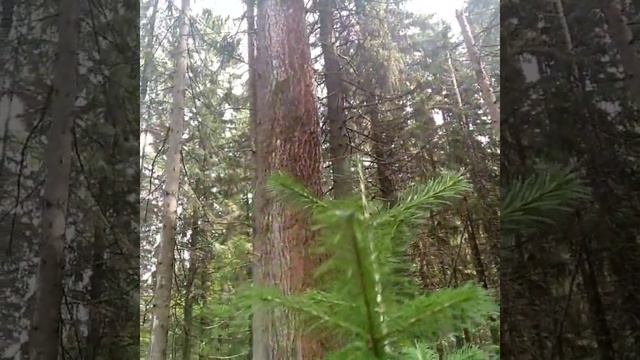 Отдых. Поход. #мир #природа #нашапланета #красотылеса смотреть онлайн