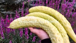 Самый урожайный белоплодный огурец. Чудесный сад Ирины
