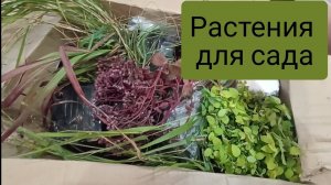 Обзор садовых покупок.Распаковка посылки, новинки для сада. злаки, очиток, спиреи