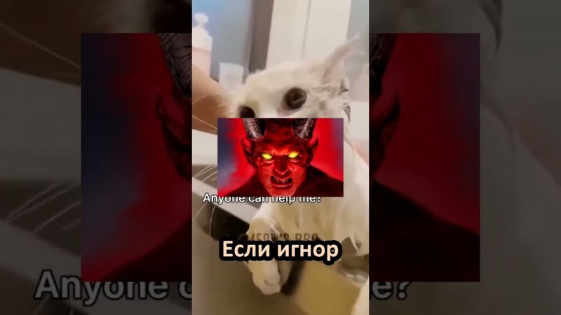 Сделаешь это? #рек #рекомендации #a4 #а4топ #лучшее #кот #shorts #tiktok #собака