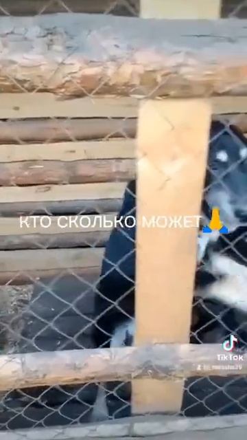 Люди добрые помогите пожалуйста моему Приюту 🙏😭 Приют из России, Алтайский край город Барнаул