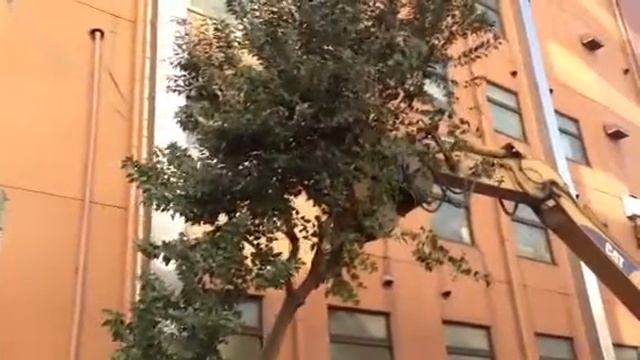 Caterpillar yanking the tree смотреть онлайн