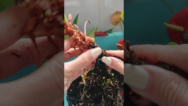 Как омолодить Антуриум?