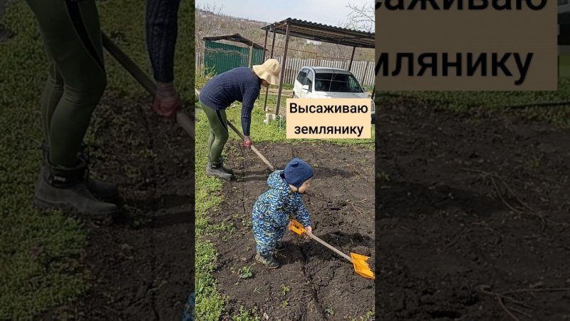 высаживаю землянику "Руяна" #дача #сад #садогород #жизньзагородом #огород #земляника
