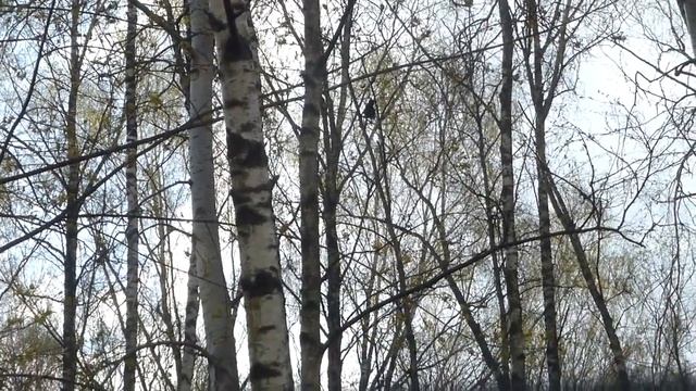 Майские рейды (ч.1- весенний упадок)
