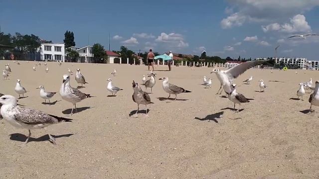 просто бешеные чайки смотреть онлайн