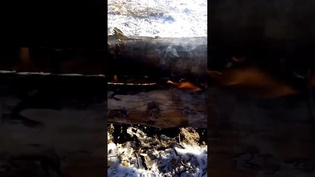 Таёжный костёр Нодья в Киеве смотреть онлайн