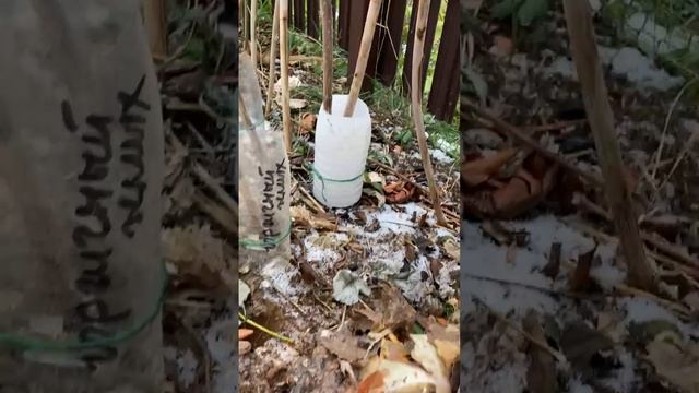 Что я делаю, что бы стволики малины не получили ожог от органики.