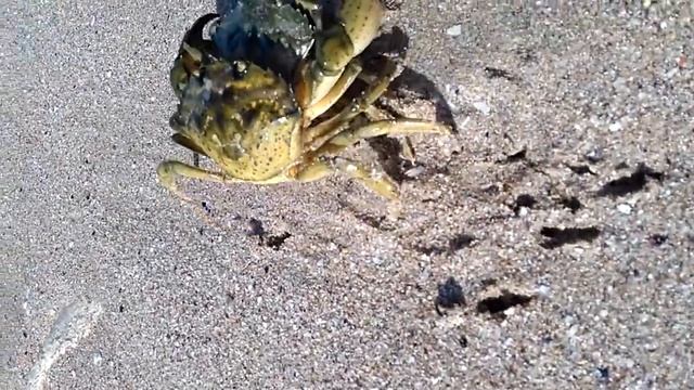 Шустрый краб, Оленевка, сентябрь 2017 смотреть онлайн