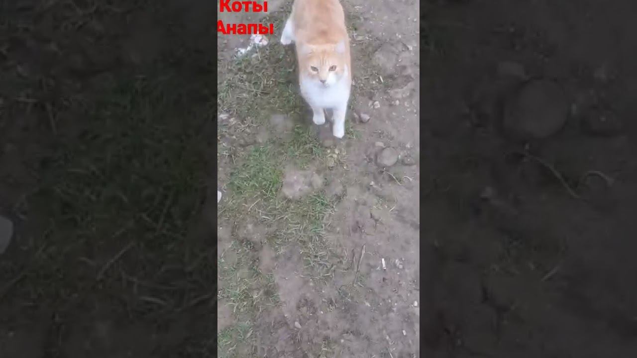 #анапа #кот #коты #котосемья