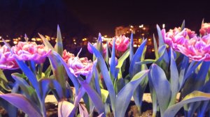Жизнь на пенсии//Вечерняя прогулка по городу//Цветение тюльпанов!🌷//Белгород 22.04.25.
