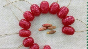 Гуми -вкусная ягода, которую хочется и есть и любоваться.