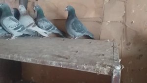 Спортивные голуби Омска. 30 - серия.