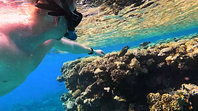 Кораллы в Шарм-Эль-Шейх, Египет, отель Конкорд Спорт смотреть онлайн